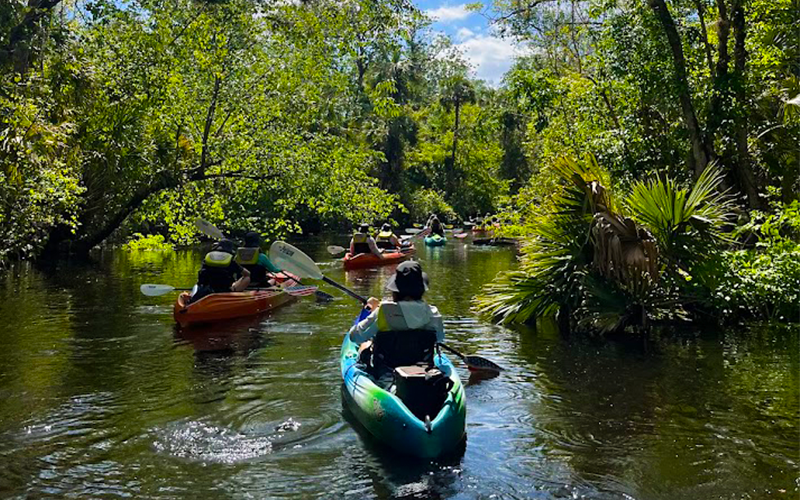 Group of Kayakers Paddling Through a Lush Green Forested Waterway