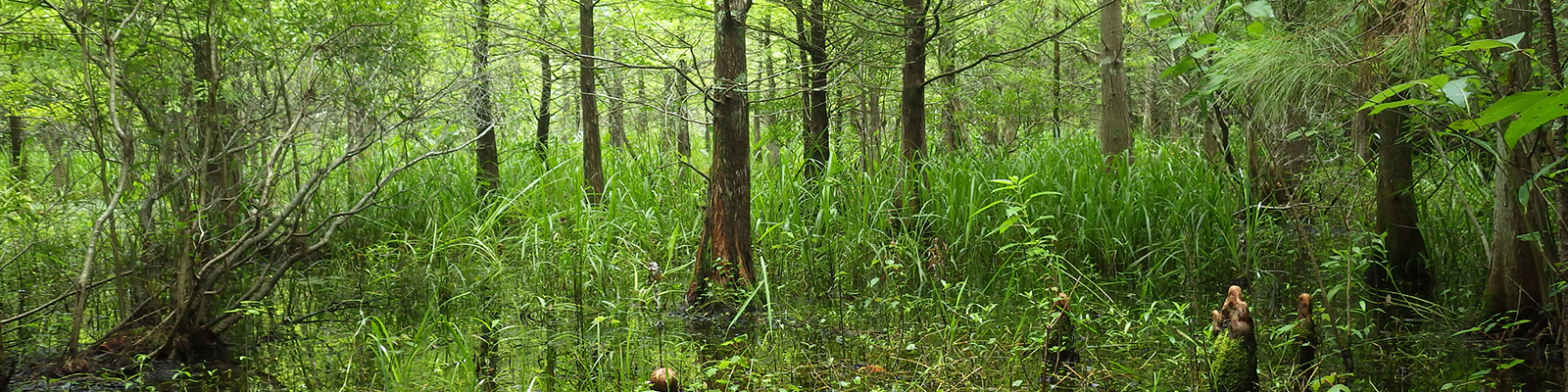 View of a cypress dome with trees and water.
