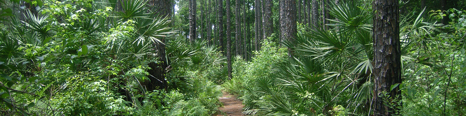 Outdoor landscape of trees with a walking path in-between.