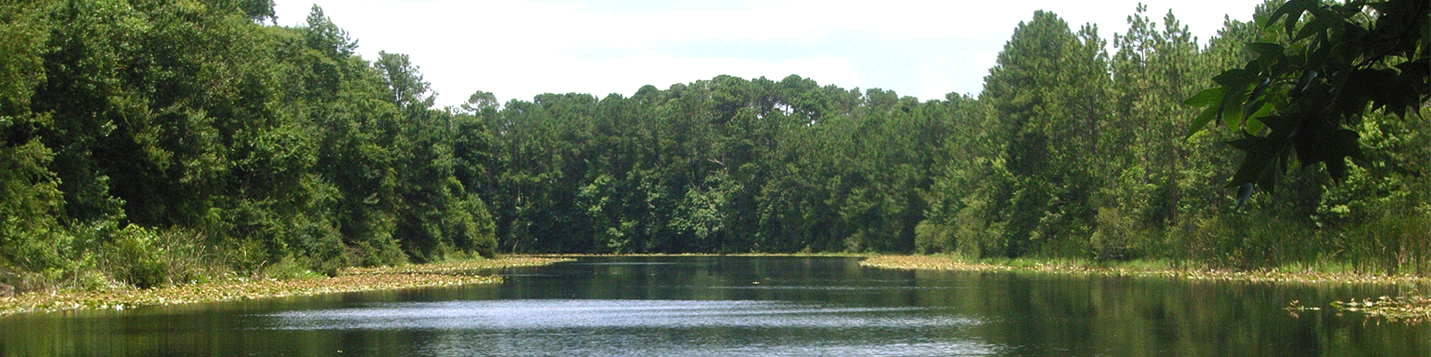 Outdoor landscape of a lake within a forest of trees.
