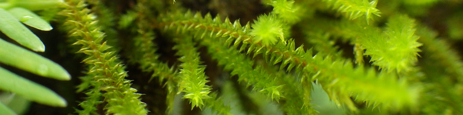 Close up photo of a fern.