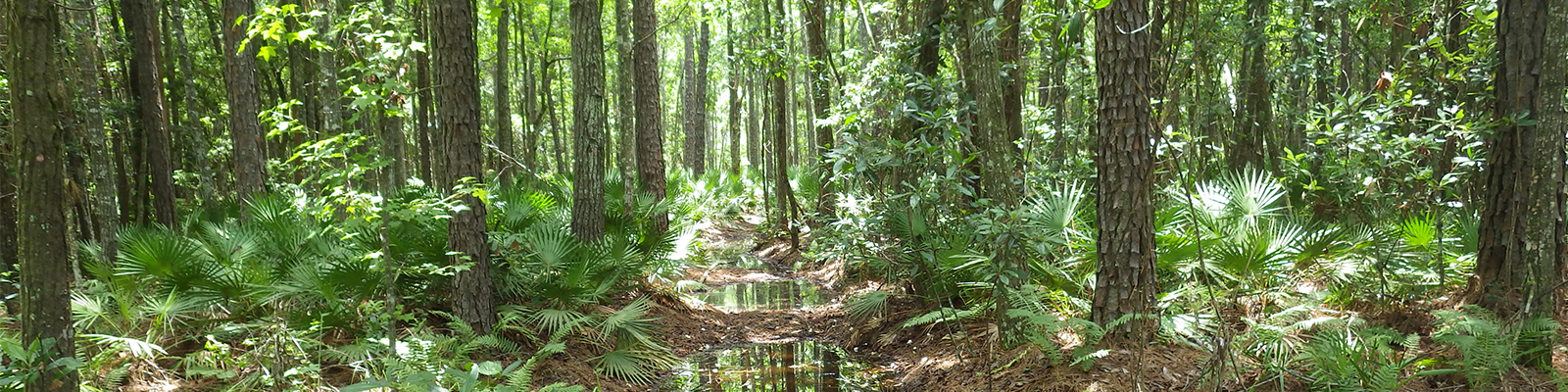 Nature landscape of trees and underbrush.