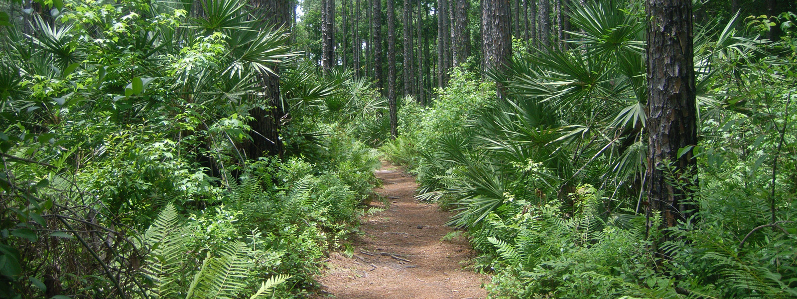 walking path in the forest