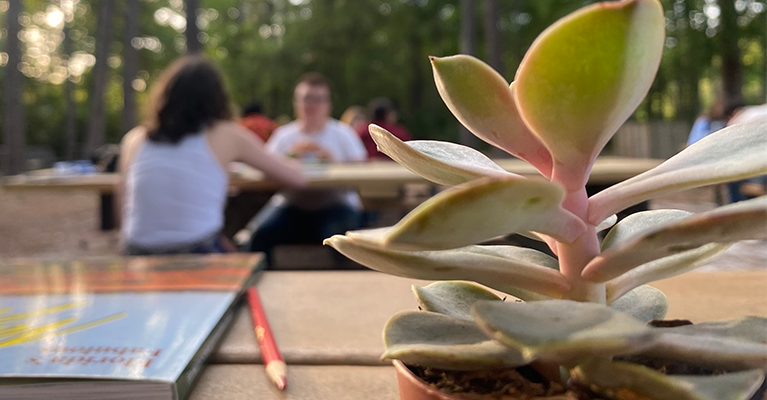 Succulent on picnic table with people and forest in background.