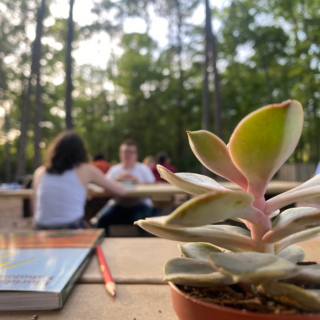 Succulent on a picnic table with people talking in background.