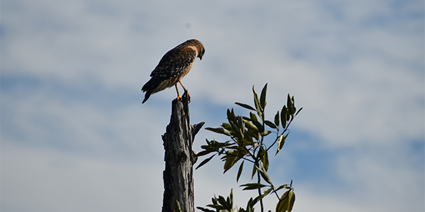 Bird sitting on top of a broken branch.