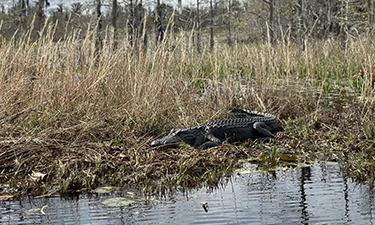Swamp with an alligator on grass.