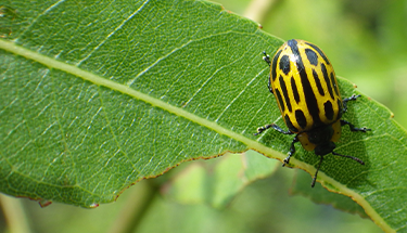 insect on a leaf