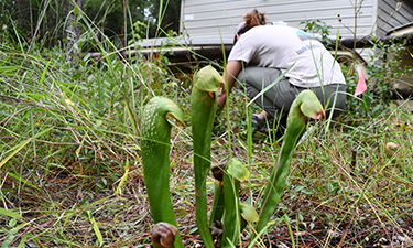 Volunteer cleaning up nature preserve.
