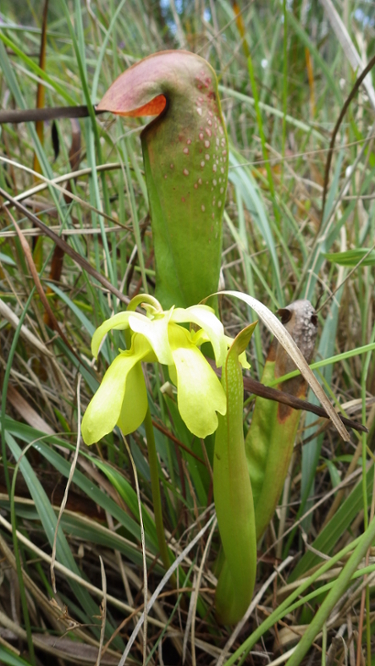 Native pitcher plant growing amongst tall grass.