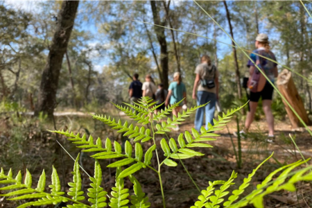 Fern in focus with hikers walking along a wooded trail in background.