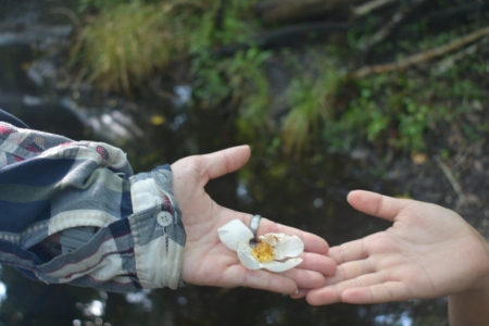 A hand holding a flower extended toward another hand