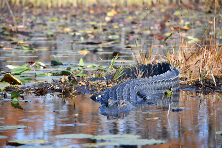 Alligator partially submerged in shallow wetland water