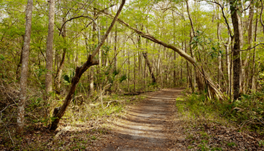 Nature trail