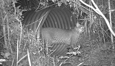 Bobcat near drain