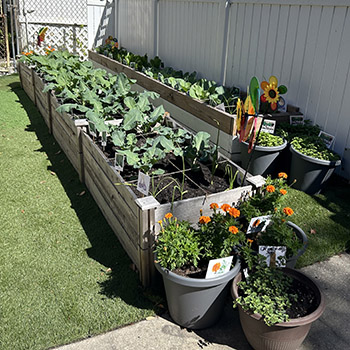 garden bed with vegetables