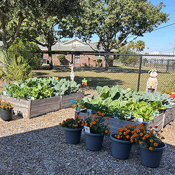 view of several garden beds in a park