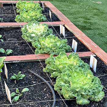 lettuce in a flower bed