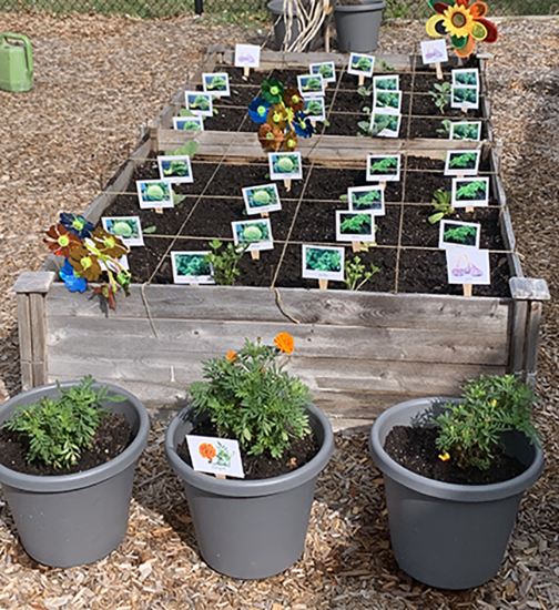 Picture of a garden bed with cabbage seedlings growing.