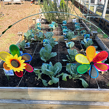 garden bed with a sunflower wind toy