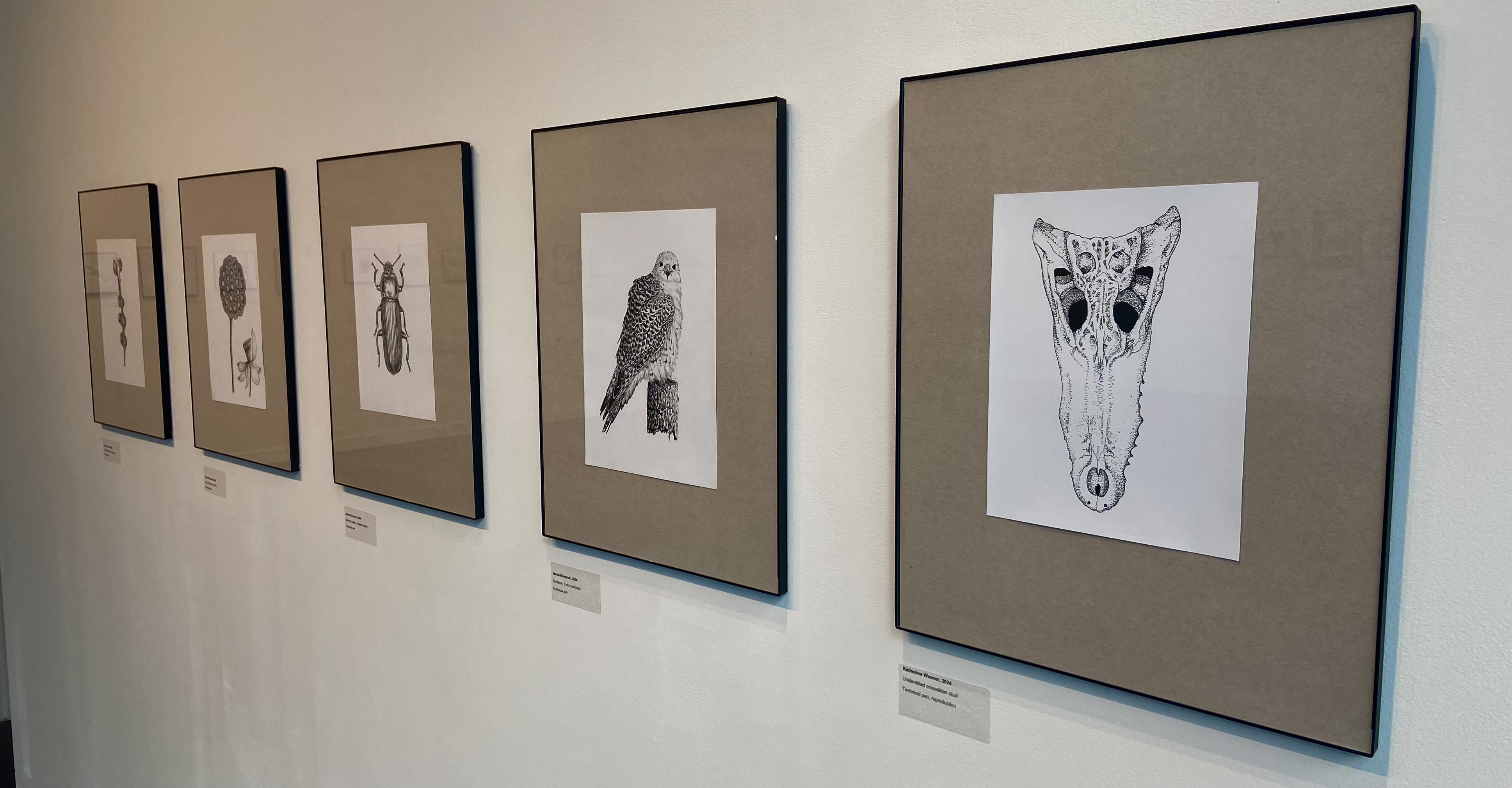 A series of framed illustrations featuring various subjects including insects, a bird, and a skull, displayed on a gallery wall.