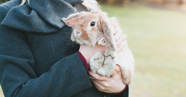 person cuddling a light tan bunny