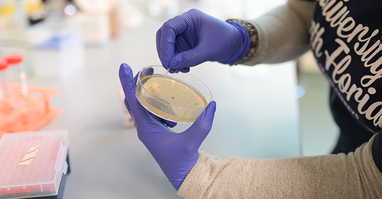 student testing a cell-culture in a petri dish