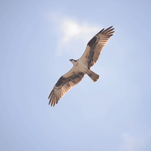 UNF osprey soaring