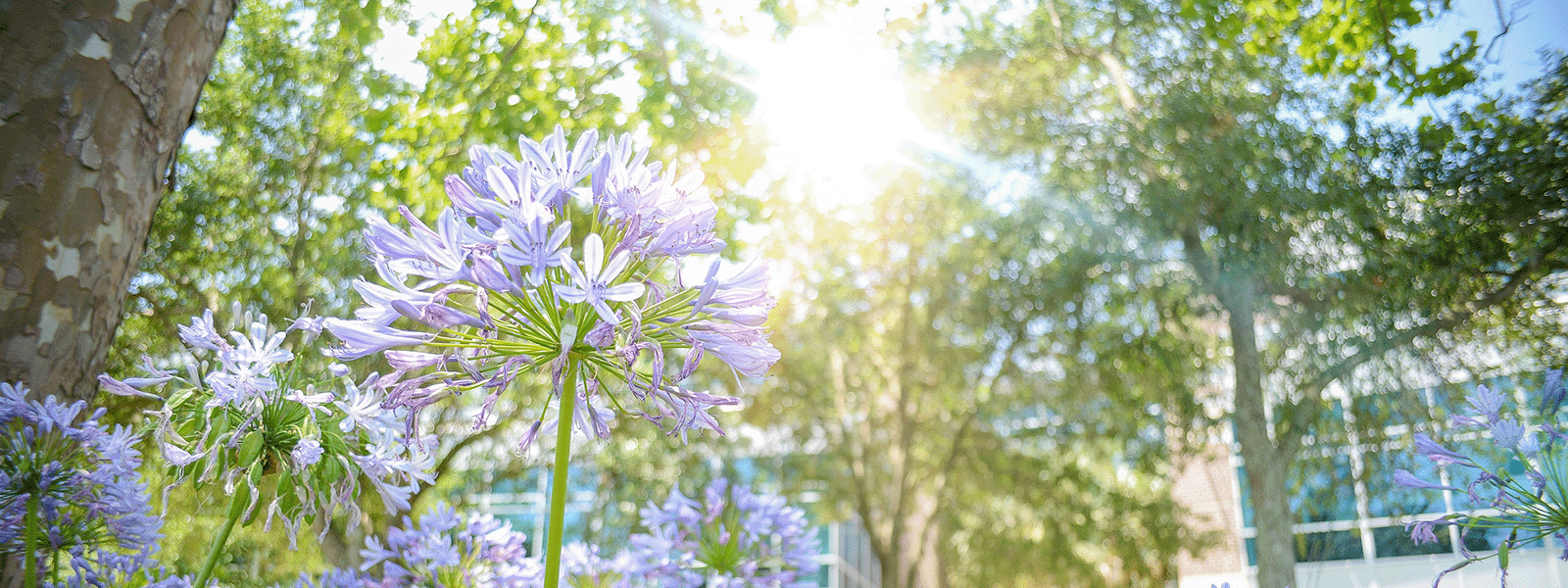 beautiful bright sunshine sparkling through flowers on UNF campus