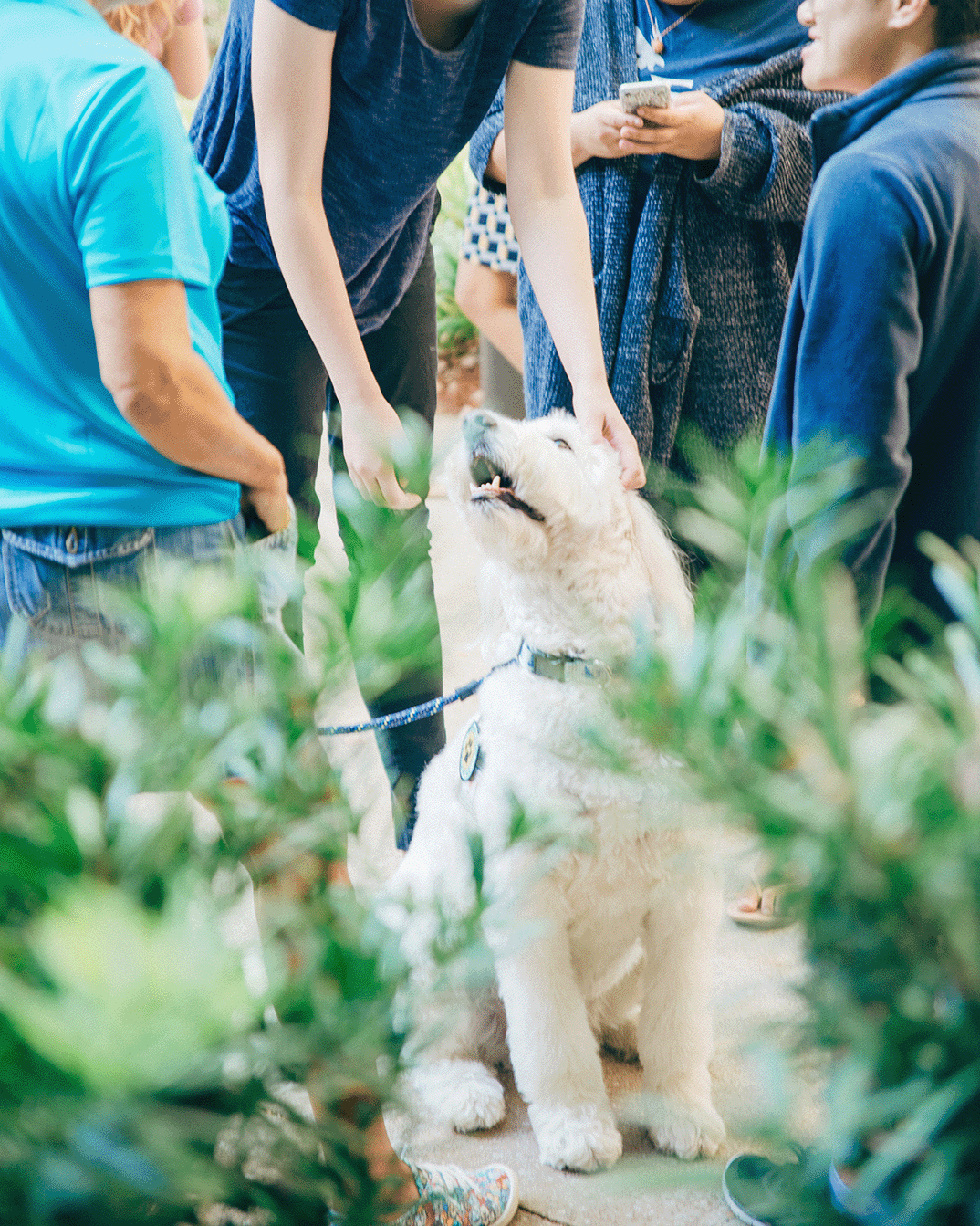 dog smiling and enjoying being petted