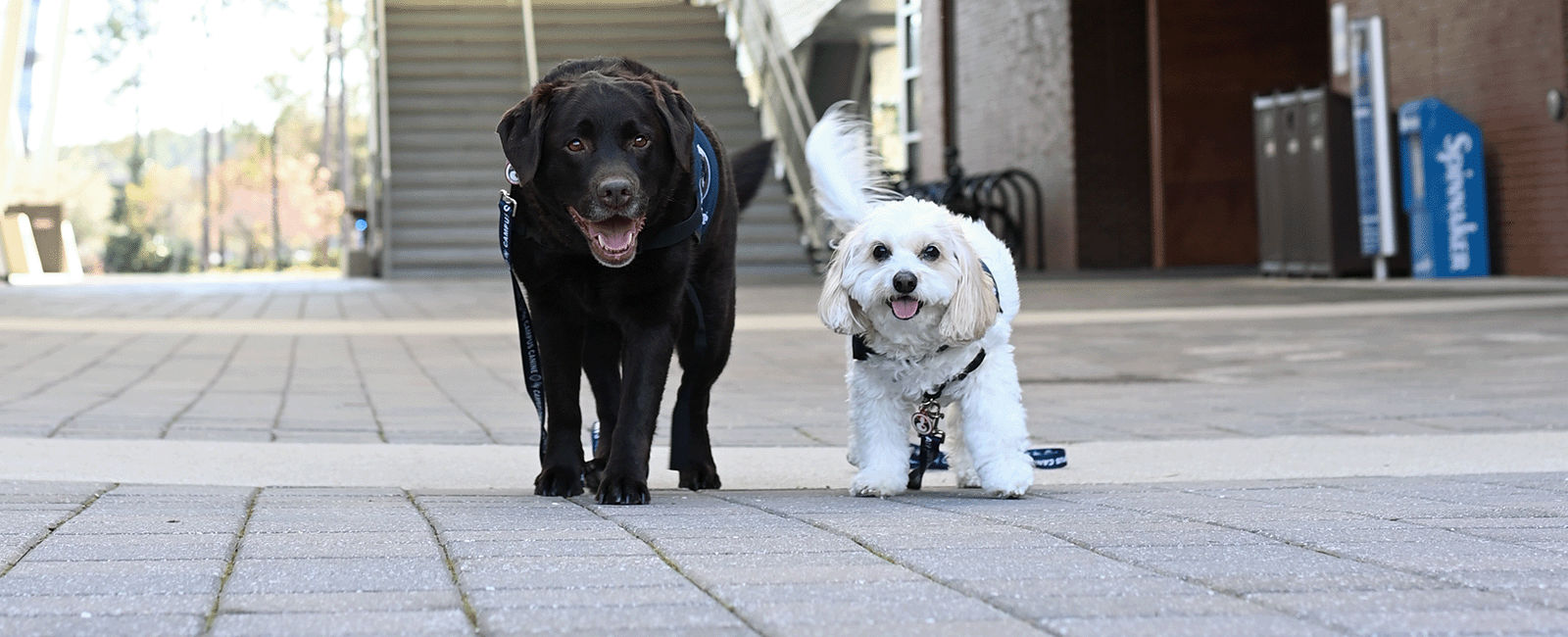 campus canines at osprey plaza