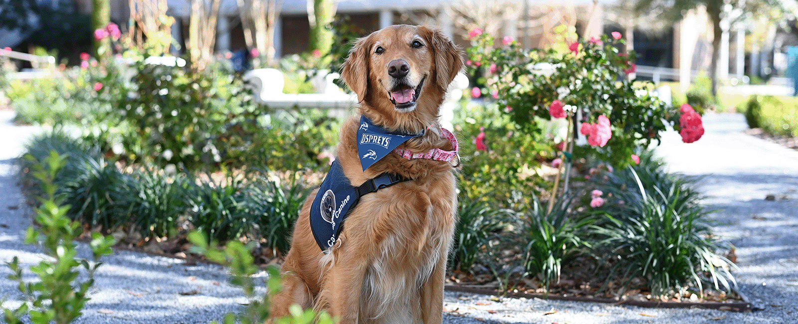 UNF Campus Canines beautiful day at UNF