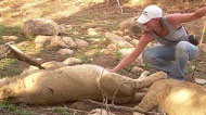 Kara rubbing lion's belly