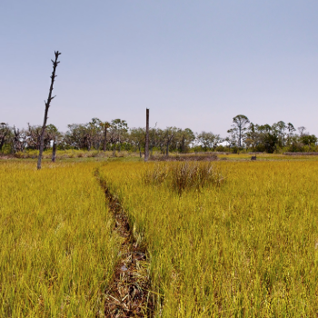 Trail though marsh