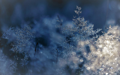 Tree branches covered in sparkling ice crystals with a hazy blue background.