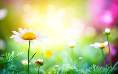 Closeup of Daffodils in a field