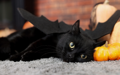 Cat with bat wings next to a pumpkin