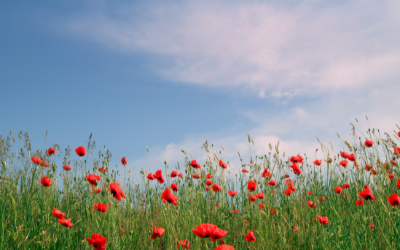 Field of red poppy flowers with a blue sky.