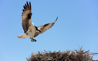 Osprey landing in its nest