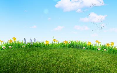 a grassy field in spring