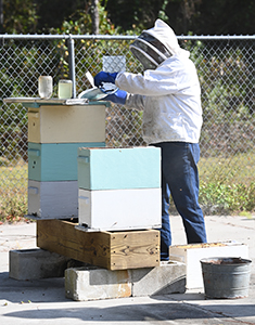 Beekeeper tending to bees