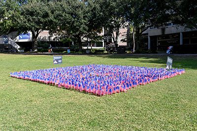 U.S. flags on display in a field