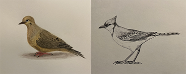 Bird illustrations by UNF student Katherine Saige