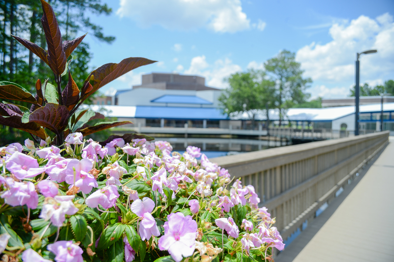 Pinks flowers on UNF campus