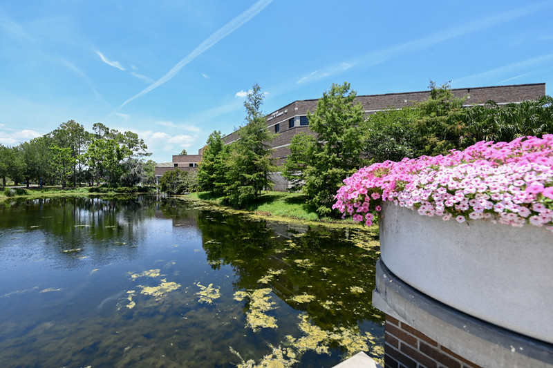 Pink flowers on UNF campus near a lake with the Coggin College of Business in the background