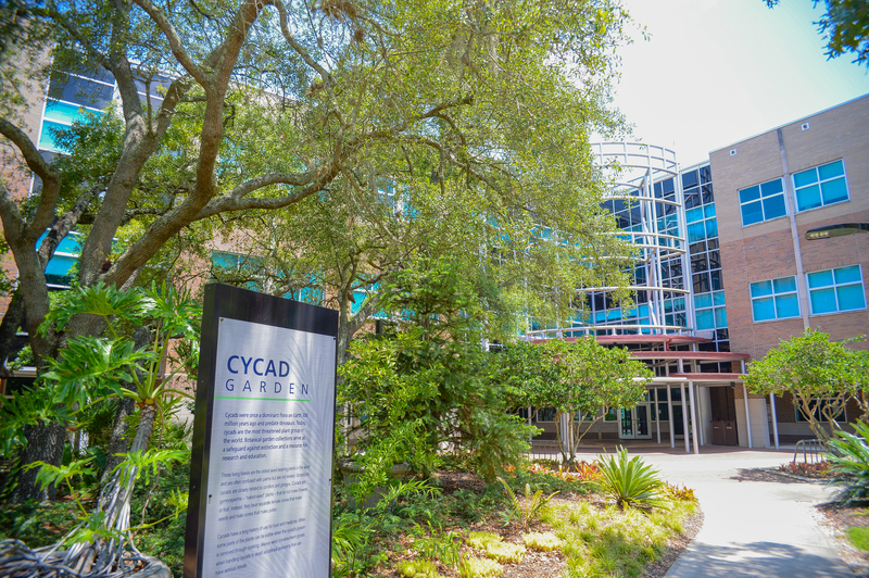 Cycad garden on UNF campus