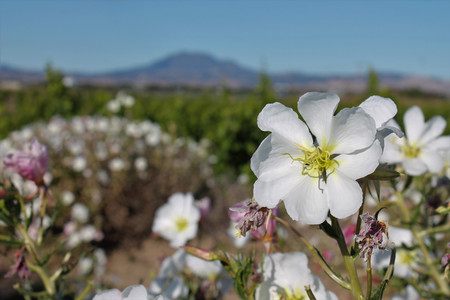 The Bay Miwok Evening Primrose
