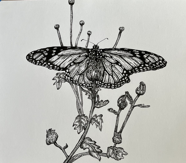 Illustration of a monarch on paper