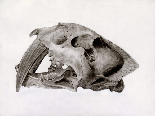 Animal skull illustration