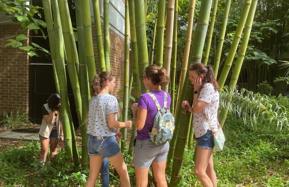 People viewing a bamboo garden